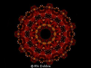 A Sea Squirt Kaleidoscope - Captured with a Canon G9 in I... by Rhi Dobbie 